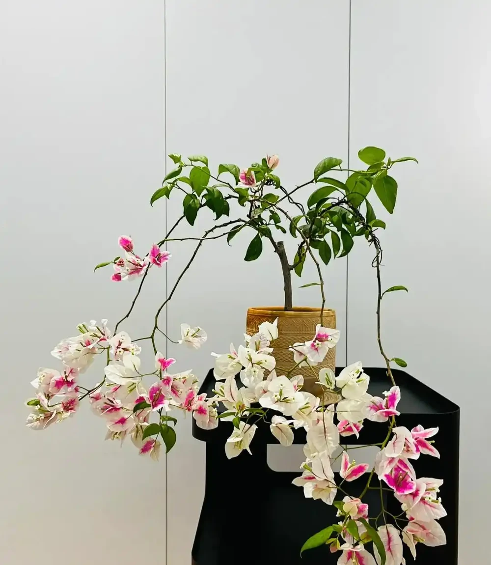 「養花的盡頭」是九重葛？別鬧了，先看看它的缺點吧