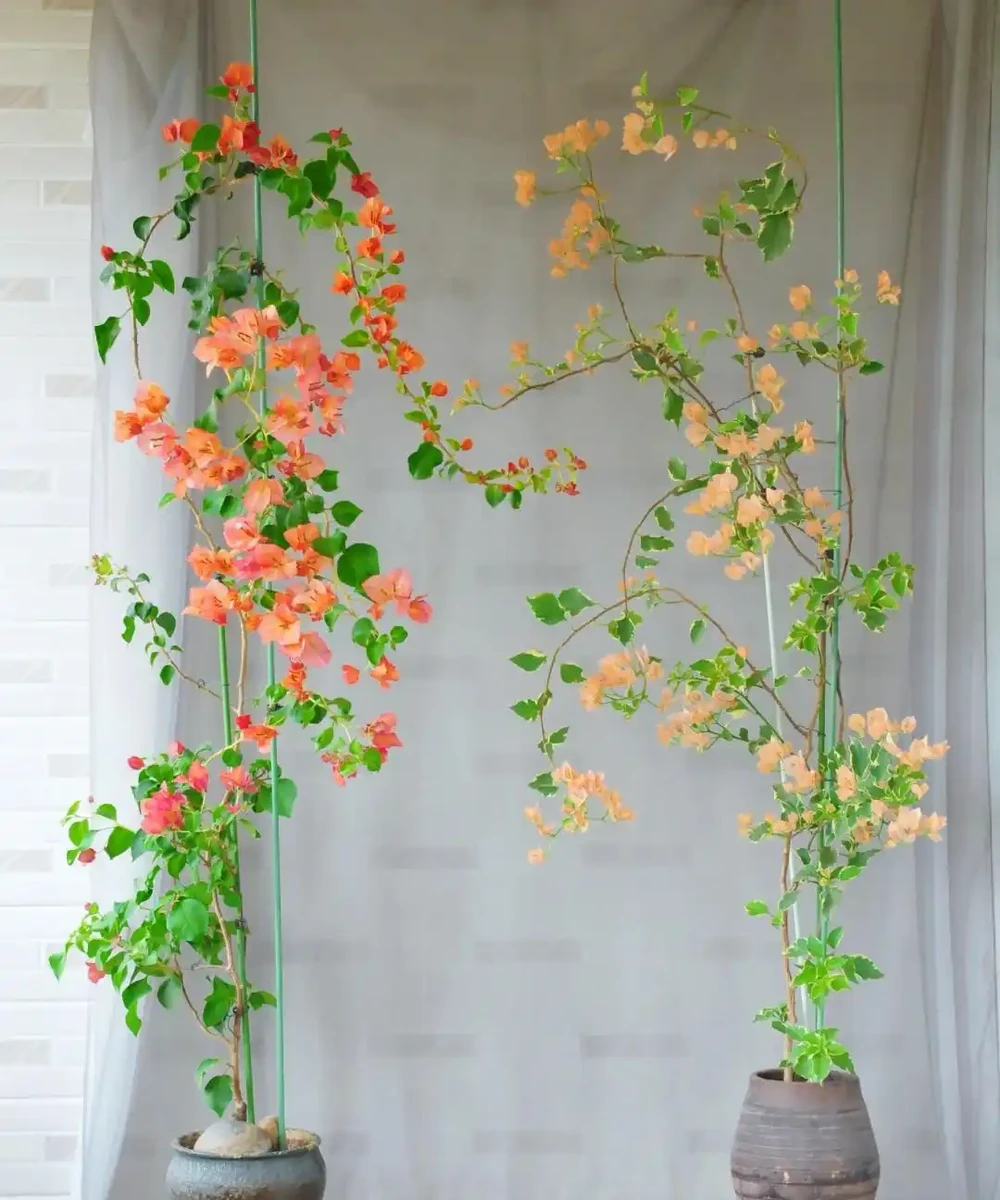 「養花的盡頭」是九重葛？別鬧了，先看看它的缺點吧