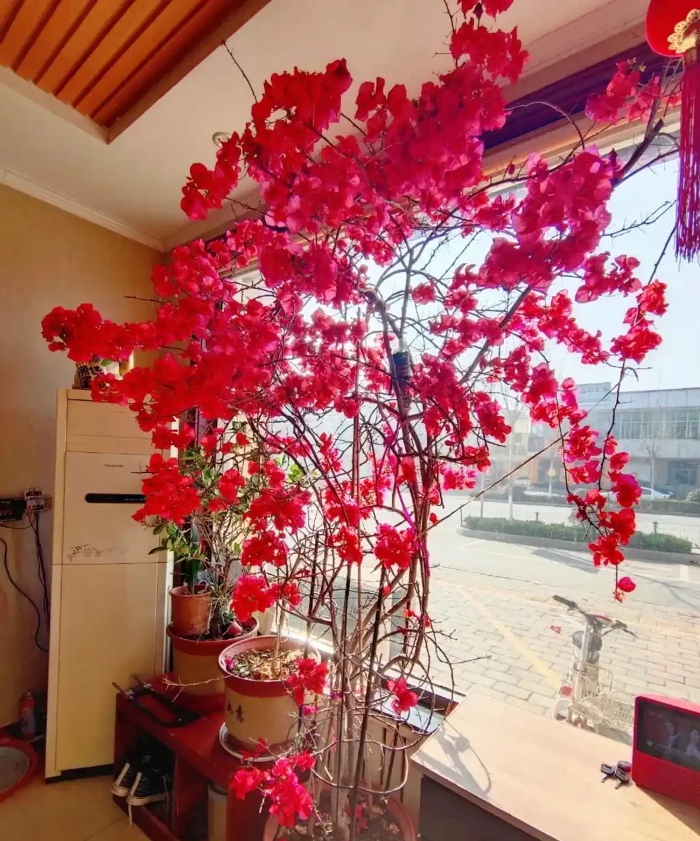 「養花的盡頭」是九重葛？別鬧了，先看看它的缺點吧