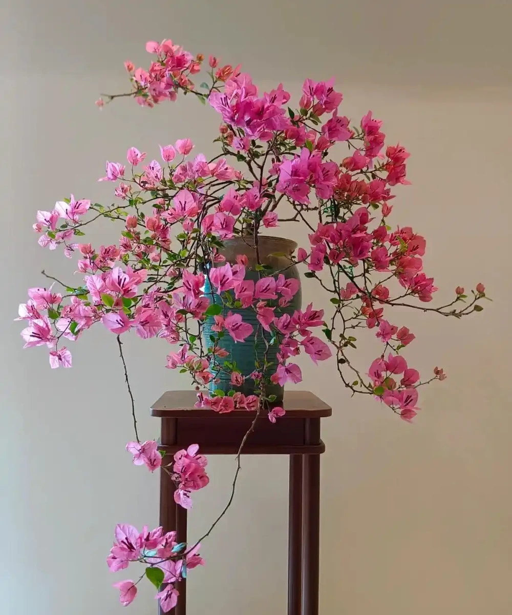 「養花的盡頭」是九重葛？別鬧了，先看看它的缺點吧