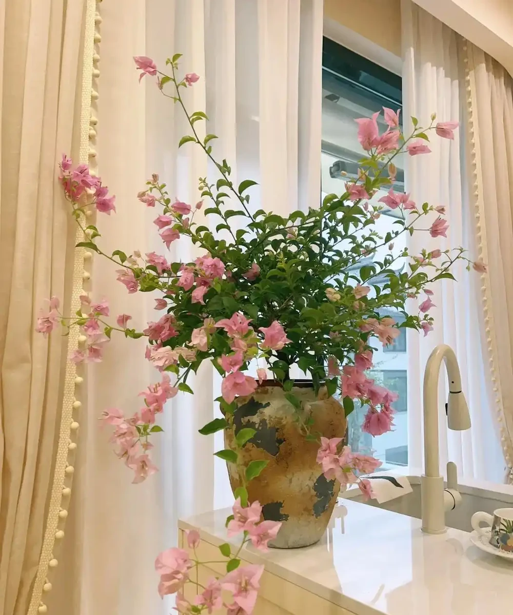 「養花的盡頭」是九重葛？別鬧了，先看看它的缺點吧
