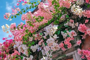 「養花的盡頭」是九重葛？別鬧了，先看看它的缺點吧
