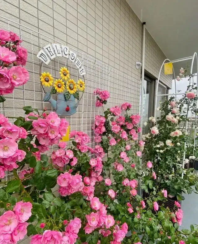 復花能力超好的11種藤月,能開200多天,妥妥的小院「開花機器」