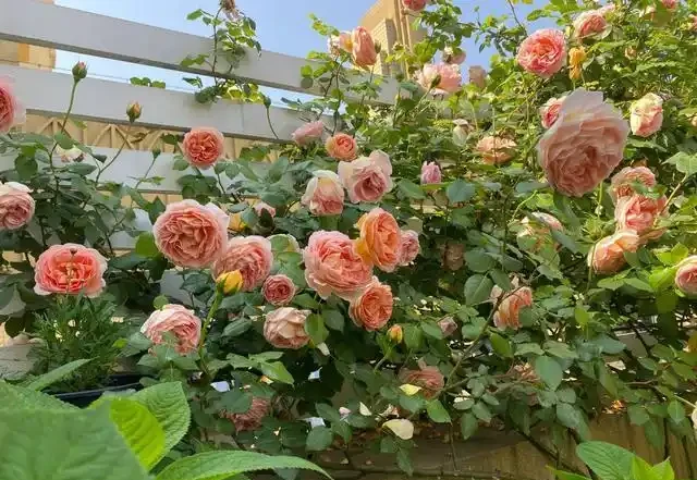 復花能力超好的11種藤月,能開200多天,妥妥的小院「開花機器」
