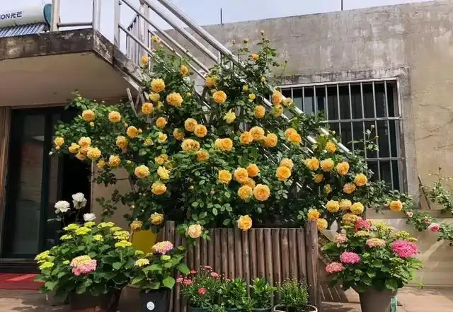 復花能力超好的11種藤月,能開200多天,妥妥的小院「開花機器」