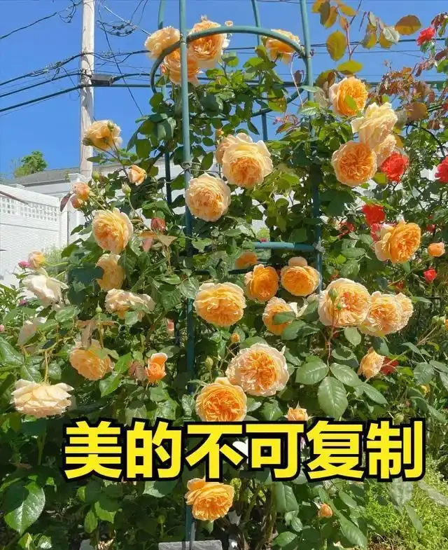 復花能力超好的11種藤月,能開200多天,妥妥的小院「開花機器」