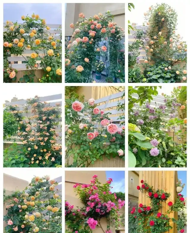 復花能力超好的11種藤月,能開200多天,妥妥的小院「開花機器」