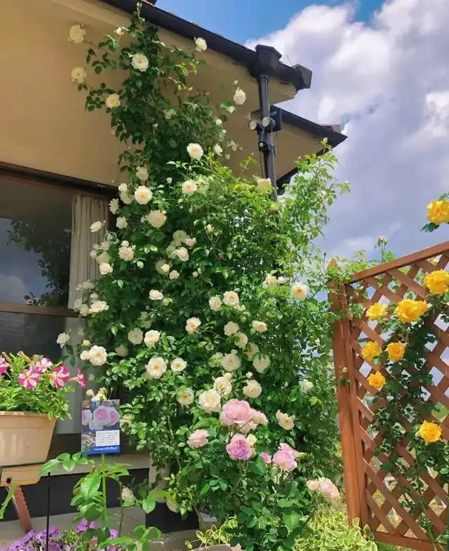 復花能力超好的11種藤月,能開200多天,妥妥的小院「開花機器」