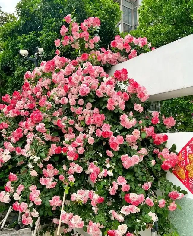 復花能力超好的11種藤月,能開200多天,妥妥的小院「開花機器」