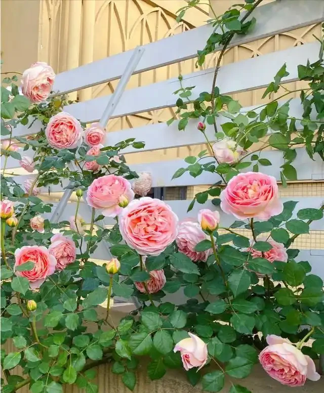 復花能力超好的11種藤月,能開200多天,妥妥的小院「開花機器」