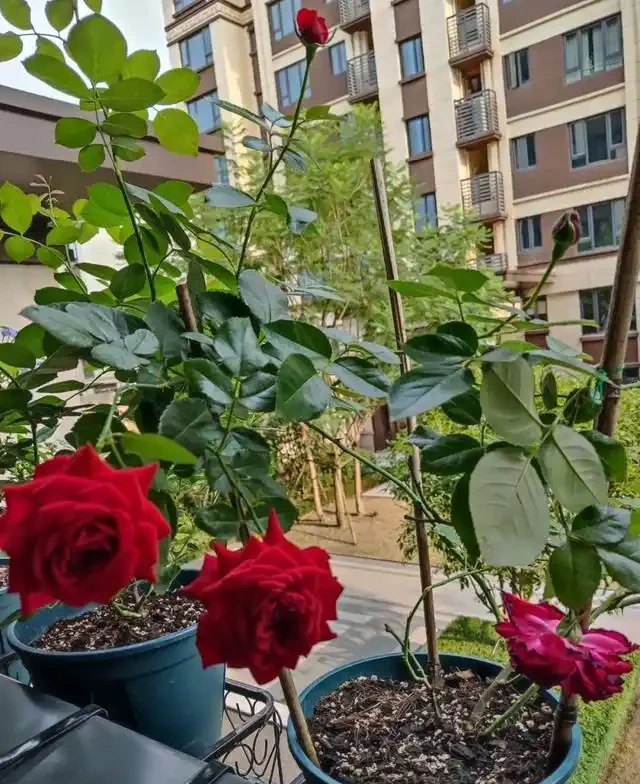 復花能力超好的11種藤月,能開200多天,妥妥的小院「開花機器」