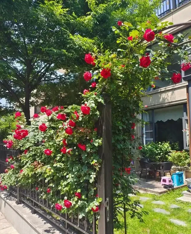復花能力超好的11種藤月,能開200多天,妥妥的小院「開花機器」