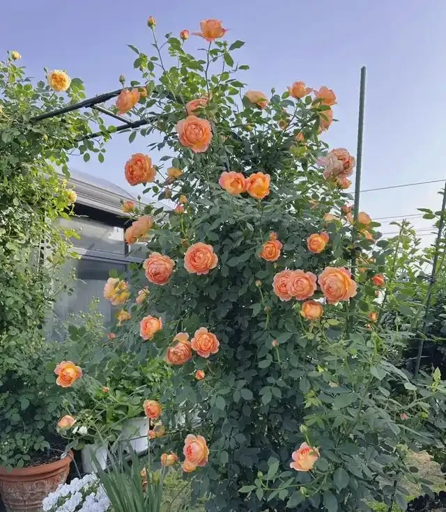 復花能力超好的11種藤月,能開200多天,妥妥的小院「開花機器」