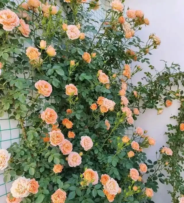 復花能力超好的11種藤月,能開200多天,妥妥的小院「開花機器」