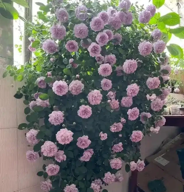 復花能力超好的11種藤月,能開200多天,妥妥的小院「開花機器」