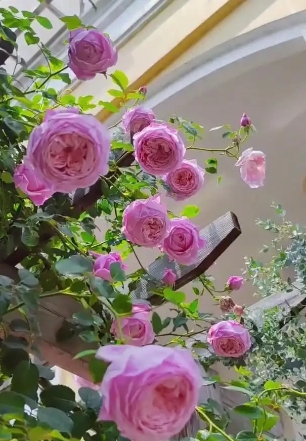 復花能力超好的11種藤月,能開200多天,妥妥的小院「開花機器」