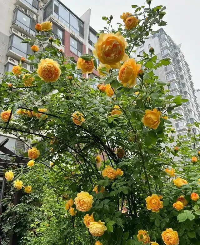 復花能力超好的11種藤月,能開200多天,妥妥的小院「開花機器」