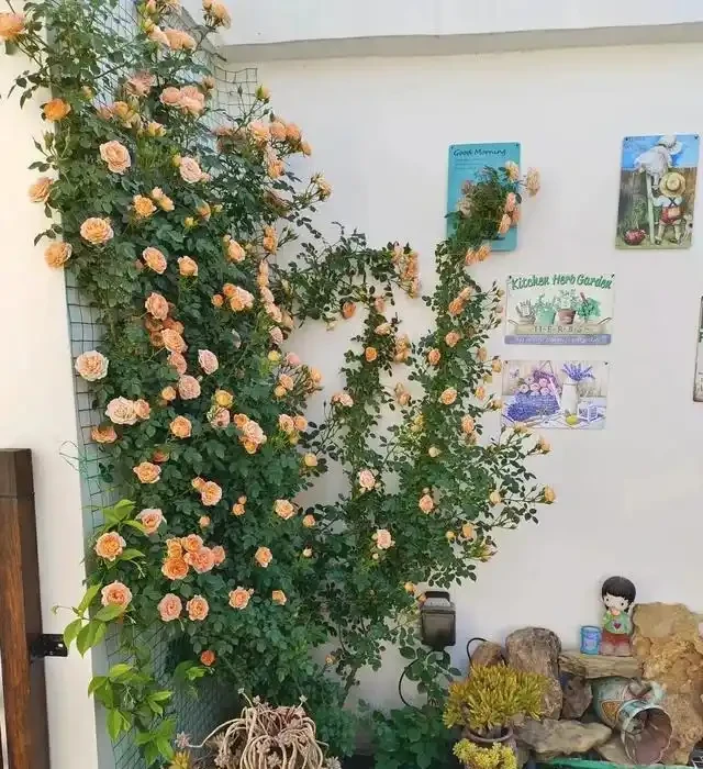 復花能力超好的11種藤月,能開200多天,妥妥的小院「開花機器」