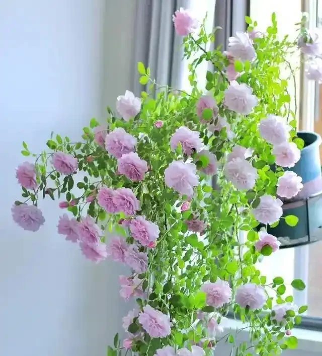 復花能力超好的11種藤月,能開200多天,妥妥的小院「開花機器」