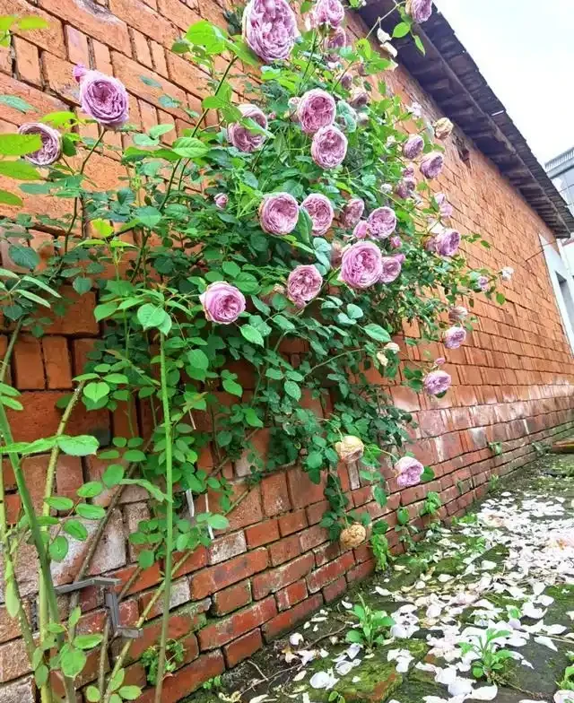 復花能力超好的11種藤月,能開200多天,妥妥的小院「開花機器」