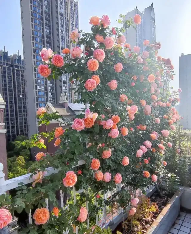 復花能力超好的11種藤月,能開200多天,妥妥的小院「開花機器」