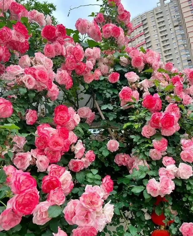 復花能力超好的11種藤月,能開200多天,妥妥的小院「開花機器」
