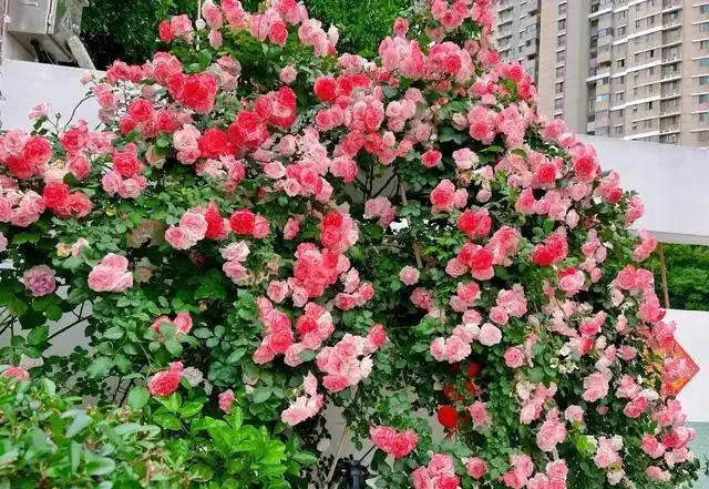 復花能力超好的11種藤月,能開200多天,妥妥的小院「開花機器」