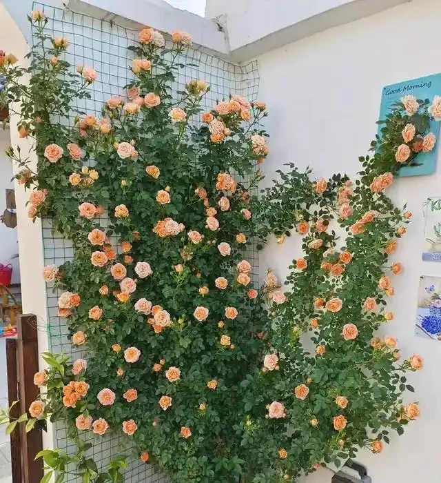 復花能力超好的11種藤月,能開200多天,妥妥的小院「開花機器」