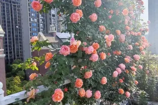 復花能力超好的11種藤月，能開200多天，妥妥的小院「開花機器」
