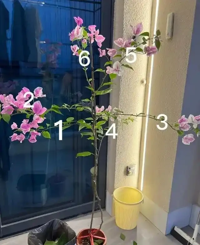 大姑只養九重葛，一年多次爆花！「3多1少」記心間，你的也可以