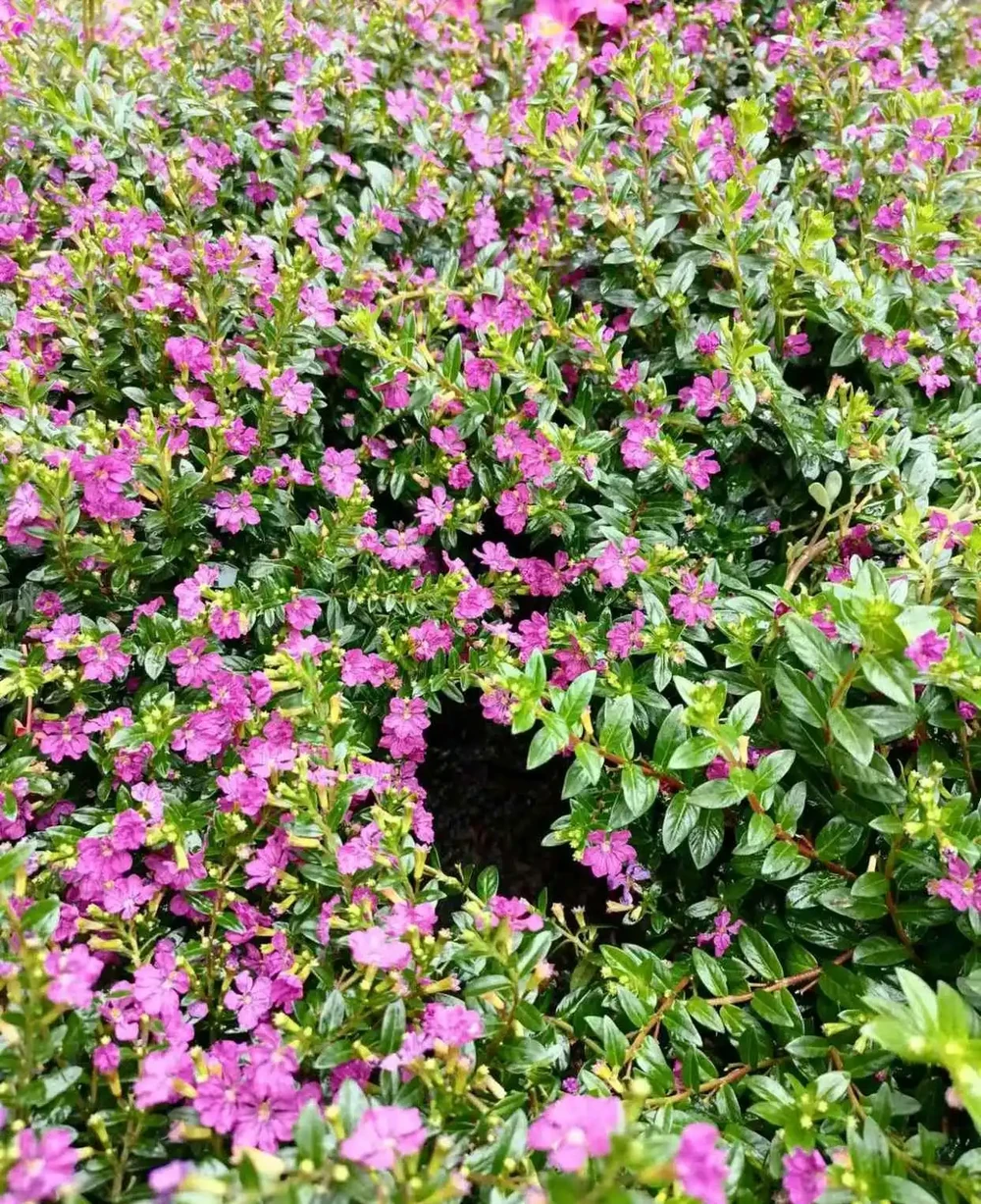 這5種「開花王」,春天開始開花,入冬了還沒凋謝,適合新手養護