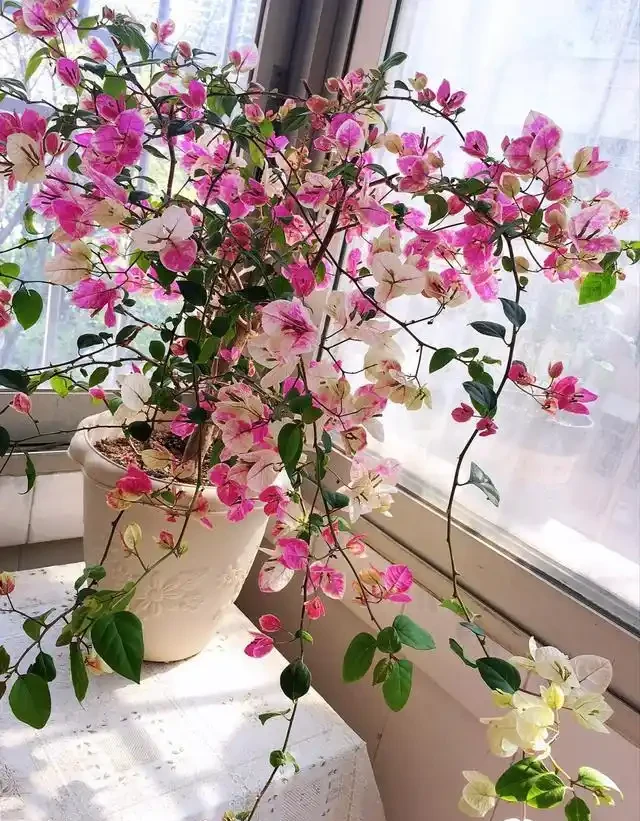 大姑只養九重葛，一年多次爆花！「3多1少」記心間，你的也可以