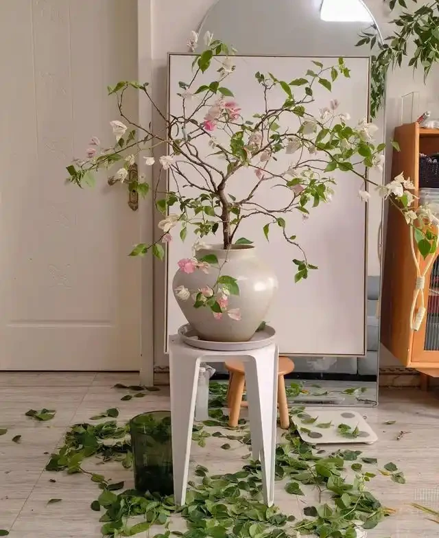 大姑只養九重葛，一年多次爆花！「3多1少」記心間，你的也可以