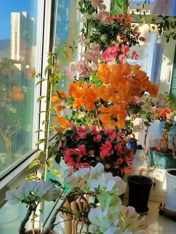大姑只養九重葛，一年多次爆花！「3多1少」記心間，你的也可以