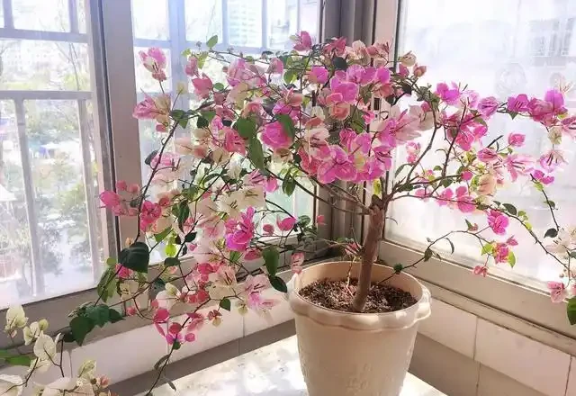 大姑只養九重葛，一年多次爆花！「3多1少」記心間，你的也可以