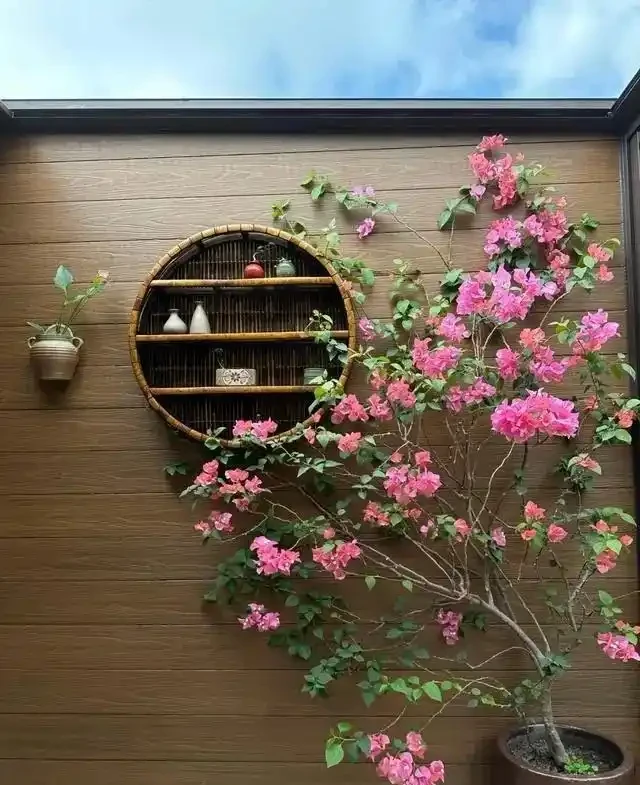 大姑只養九重葛，一年多次爆花！「3多1少」記心間，你的也可以