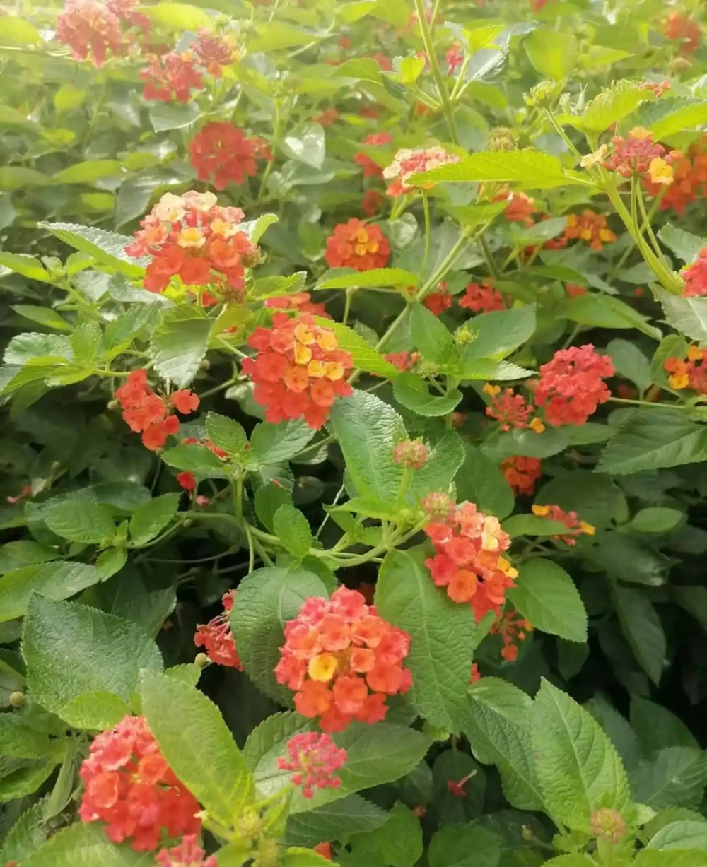 這5種「開花王」,春天開始開花,入冬了還沒凋謝,適合新手養護