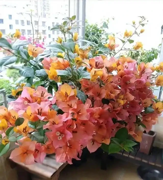 大姑只養九重葛，一年多次爆花！「3多1少」記心間，你的也可以