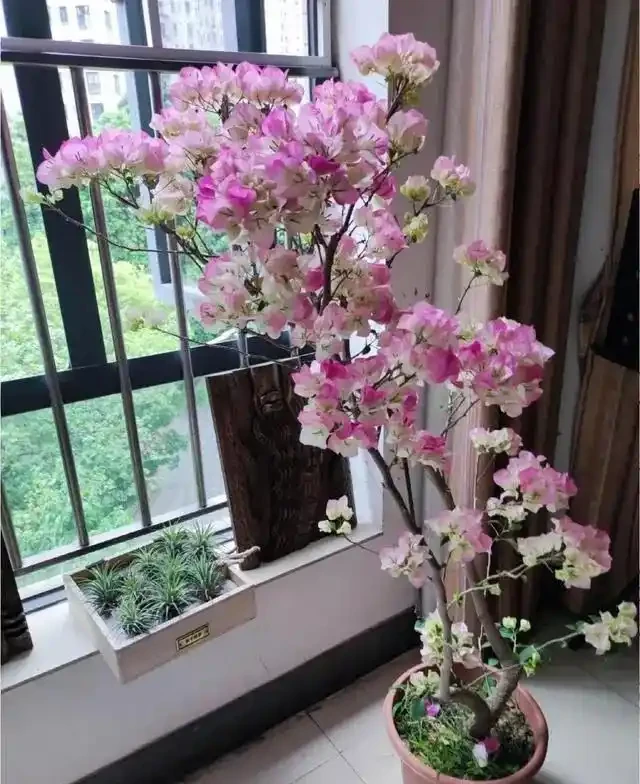 大姑只養九重葛，一年多次爆花！「3多1少」記心間，你的也可以