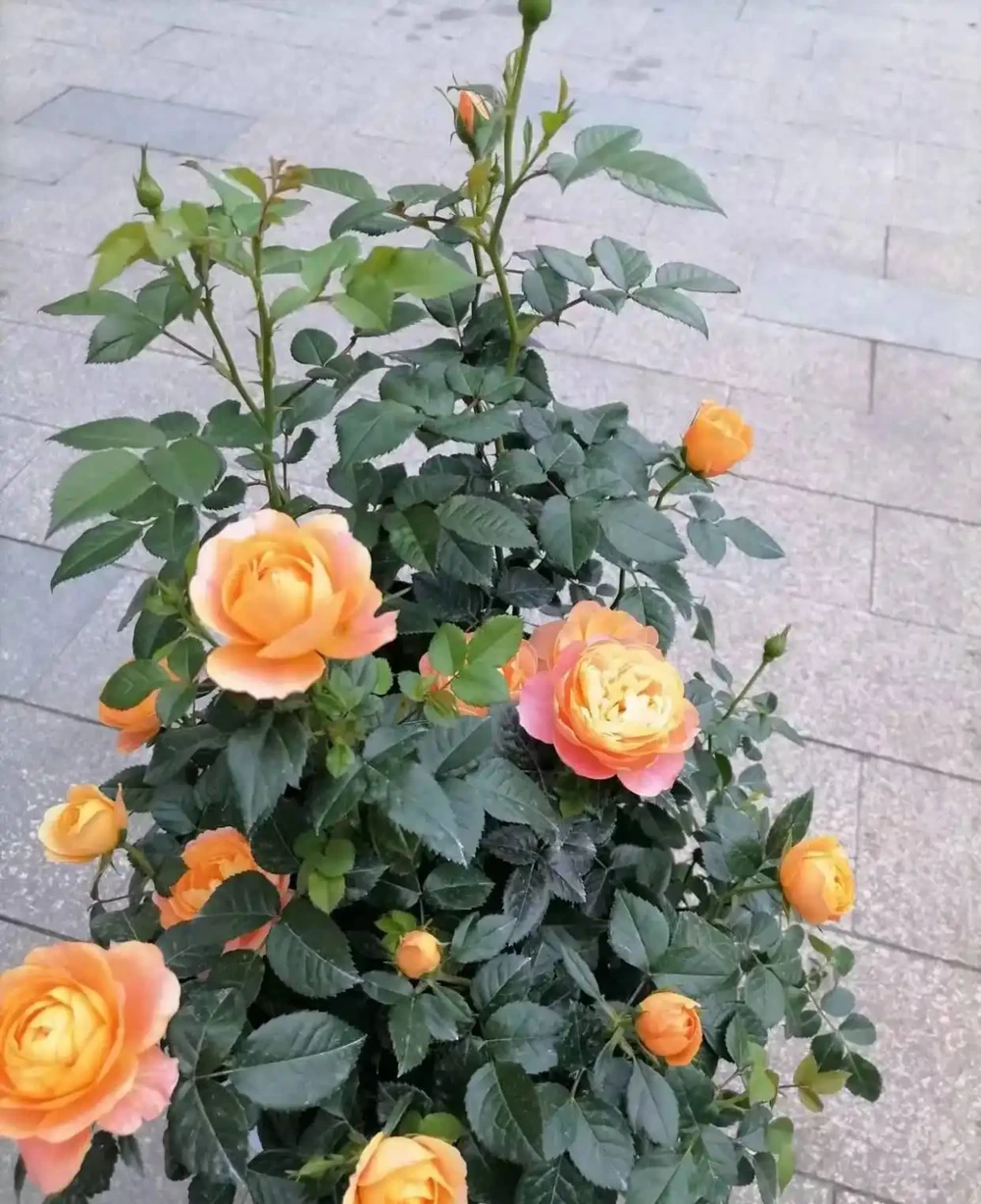 這5種「開花王」,春天開始開花,入冬了還沒凋謝,適合新手養護