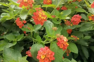 這5種「開花王」，春天開始開花，入冬了還沒凋謝，適合新手養護