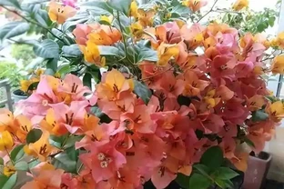 大姑只養九重葛，一年多次爆花！「3多1少」記心間，你的也可以
