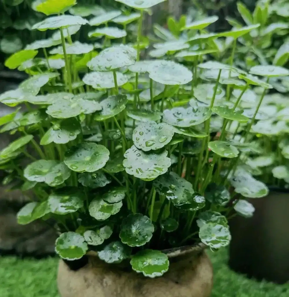 陽臺養3花,不愁沒錢花,3種吸財花,家裡養一盆,財運滾滾來!