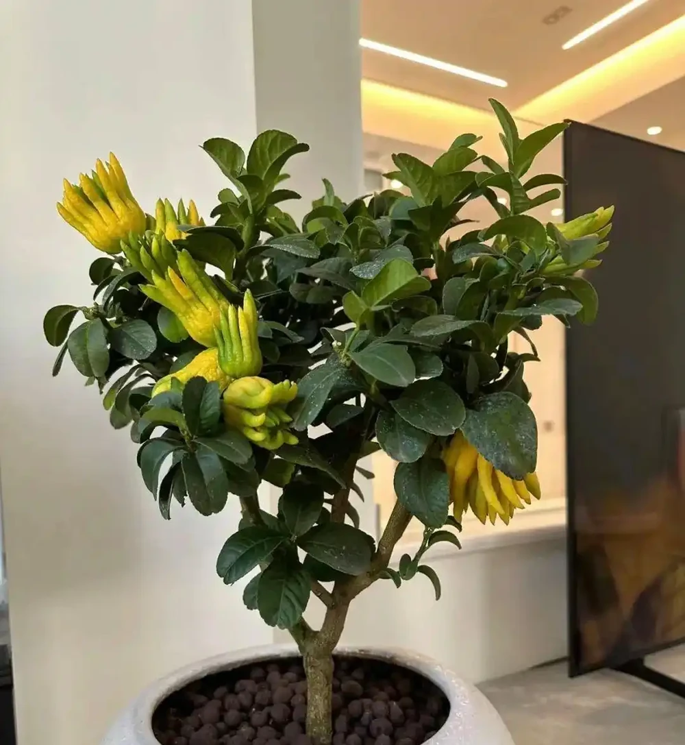 陽臺養3花,不愁沒錢花,3種吸財花,家裡養一盆,財運滾滾來!