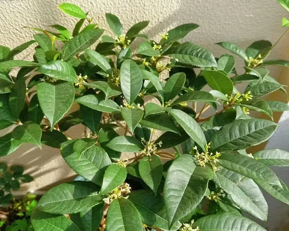陽臺養3花,不愁沒錢花,3種吸財花,家裡養一盆,財運滾滾來!