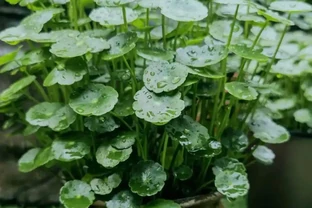 陽臺養3花，不愁沒錢花，3種吸財花，家裡養一盆，財運滾滾來！