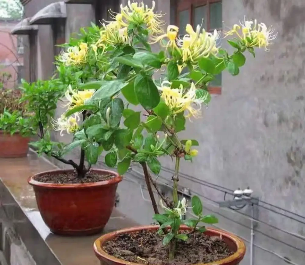8大種濃香花,非常適合養在家裡,一盆就能香氣四溢