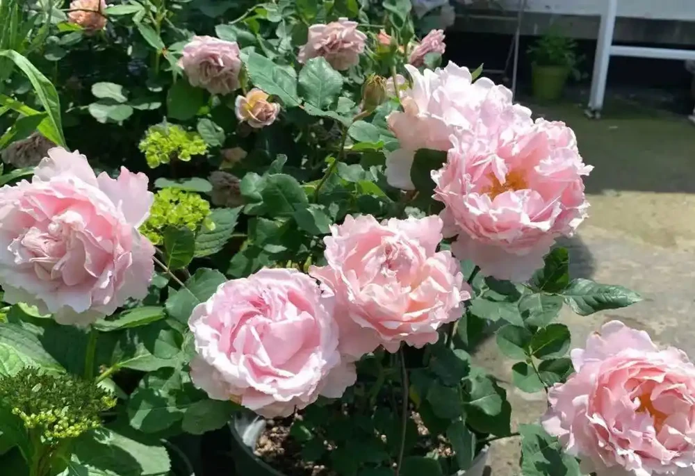 8大種濃香花,非常適合養在家裡,一盆就能香氣四溢