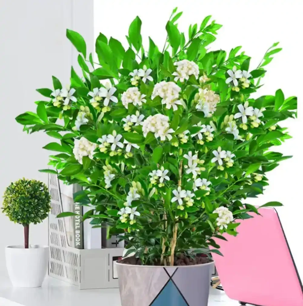 8大種濃香花,非常適合養在家裡,一盆就能香氣四溢