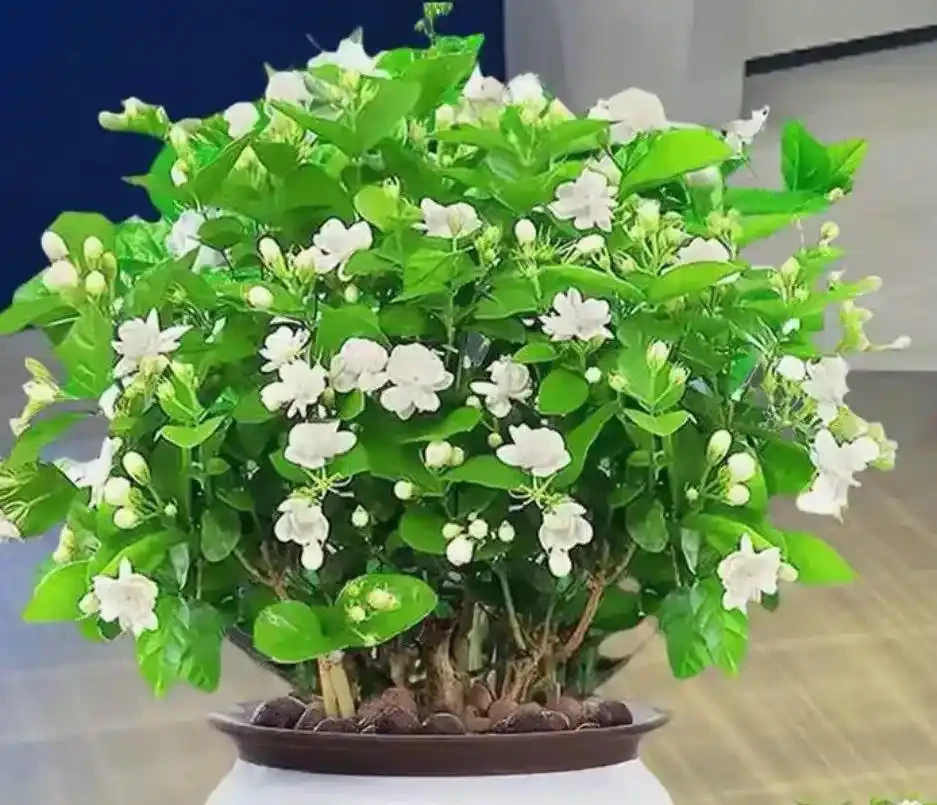 8大種濃香花,非常適合養在家裡,一盆就能香氣四溢